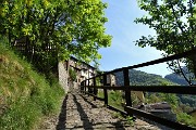Spettacolo di fiori ai prati della Pigolotta di Valtorta il 9 maggio 2020  - FOTOGALLERY